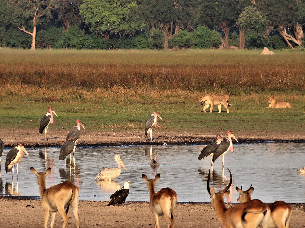 Okavango-Chobe, Botswana